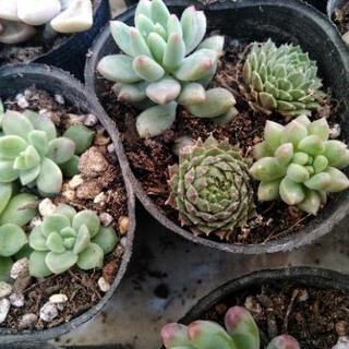 ＊多肉植物＊ 寄せ植えセット 0214の画像