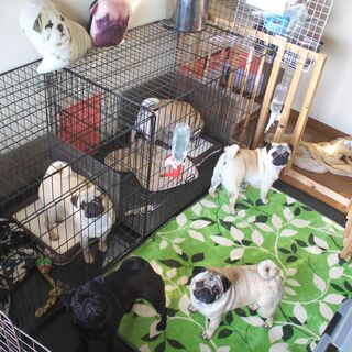 ペット用品格安販売！　パグ専門クールモア犬舎（クールモアホテル）の画像