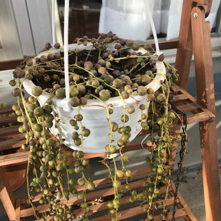 「取引中」植木鉢6鉢＋多肉植物1鉢の画像