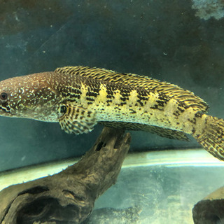 120センチ　水槽セット　生体付き！　　【値段交渉可】【発送可】の画像