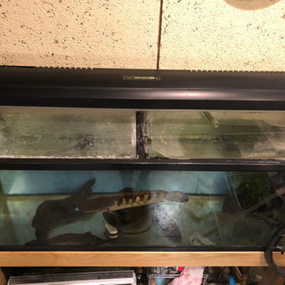120センチ　水槽セット　生体付き！　　【値段交渉可】【発送可】