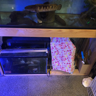 120センチ　水槽セット　生体付き！　　【値段交渉可】【発送可】の画像