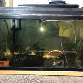 水槽用品セット　最大11点セット　【生体付き】【バラ売り可】の画像