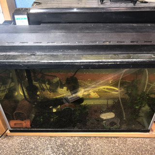 水槽用品セット　最大11点セット　【生体付き】【バラ売り可】の画像