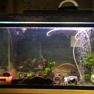 水槽用品最大9点セット【生体付き】【バラ売り可】の画像