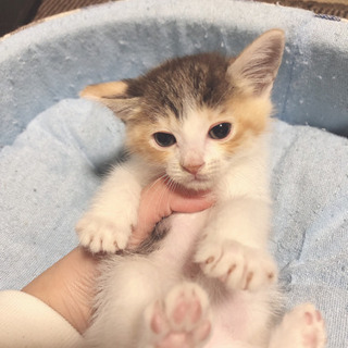 保護子猫