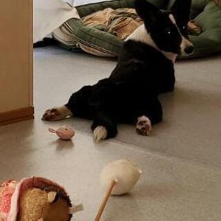 犬を探しています