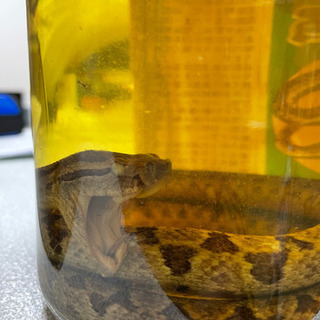 ハブ入り　ハブ酒の画像