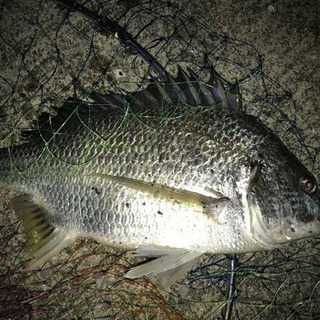 釣りしましょう🎣