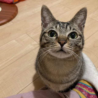 【募集一時停止します】おっとりマイペース、上目遣いが可愛い！9ヶ...