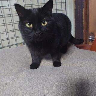 黒猫の女の子です。