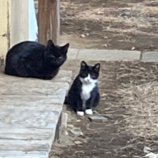 5匹の子猫の里親募集