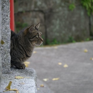 気軽に写真撮影に行ける友達募集中(^^) - 江戸川区