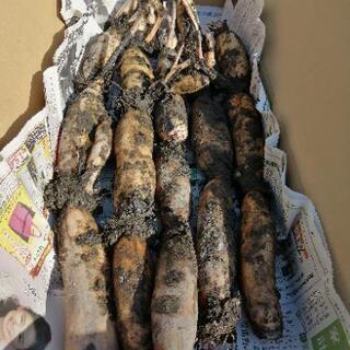 地産地消＊自然栽培レンコンお譲りします。無農薬 手掘り 土付き蓮根 の画像