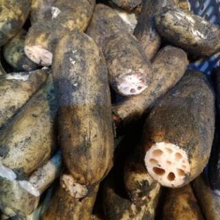 地産地消＊自然栽培レンコンお譲りします。無農薬 手掘り 土付き蓮根 の画像