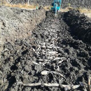 地産地消＊自然栽培レンコンお譲りします。無農薬 手掘り 土付き蓮根 の画像