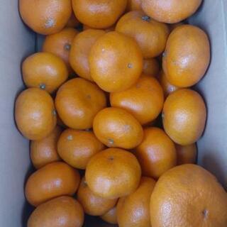 蒲郡みかん🍊約5kg　残り2箱になりました