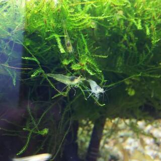 🍀ミナミヌマエビ一匹30円  🍀10匹で水草おまけします❇️の画像