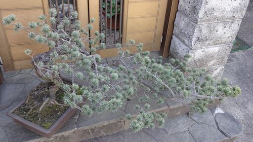 大盆栽　極上松盆栽