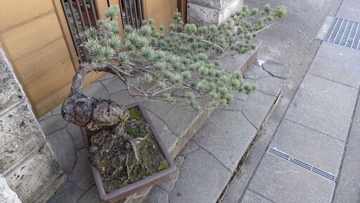 大盆栽　極上松盆栽