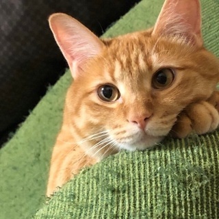 猫と仲良し茶トラのアトムくん