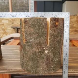 【広葉樹】スウェーデントーチ【700円～】の画像