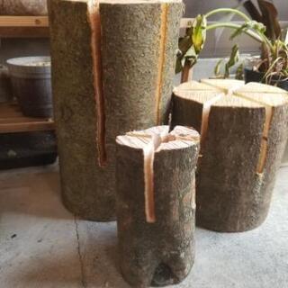 【広葉樹】スウェーデントーチ【700円～】の画像