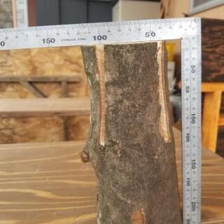 【広葉樹】スウェーデントーチ【700円～】の画像