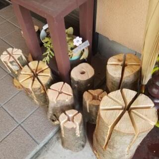 【広葉樹】スウェーデントーチ【700円～】の画像