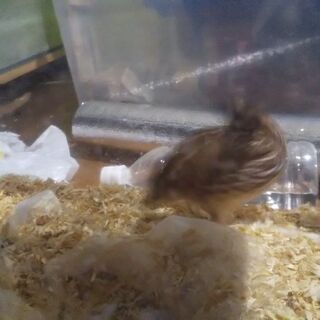 うずらお譲りします。