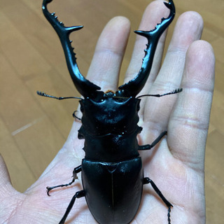 ギラファノコギリクワガタ　♂大サイズ　ペア