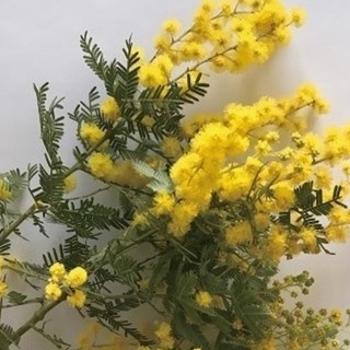 ミモザ、ユーカリなど剪定した枝ください
