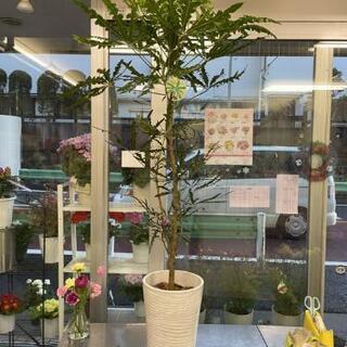 アラレア　観葉植物