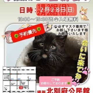 保護ねこの譲渡会in加古川　1/24(日) 2/28(日)