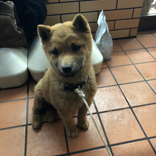 犬種不明