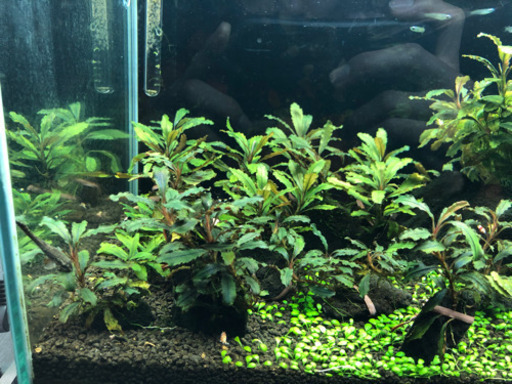 ブセファンドラ　クダガン　クアラクアヤン