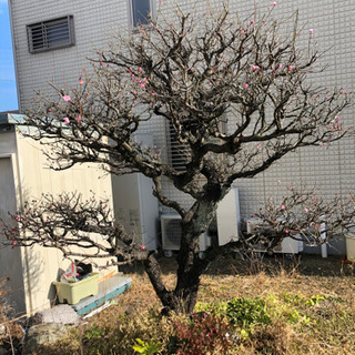 庭木庭石差し上げます！(最終)
