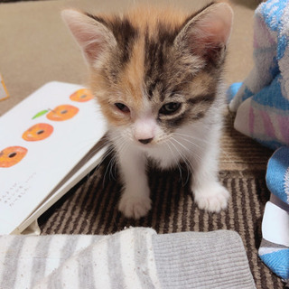 里親子猫