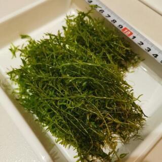 パールグラス たくさん