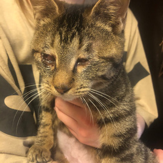 生後4か月くらいのキジトラ子猫ちゃん