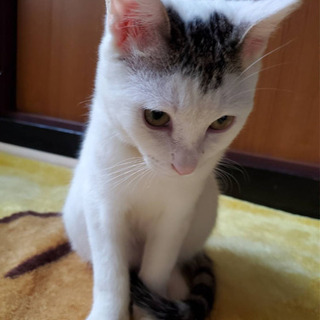 人懐こくて、猫懐こく、犬懐こい子です。