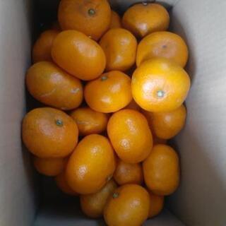 蒲郡みかん🍊①　約5キロ　