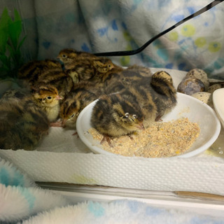 ウズラ雛