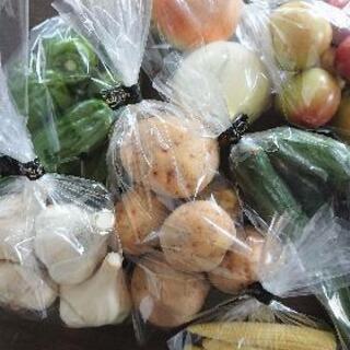 野菜の苗を仕立ててる方