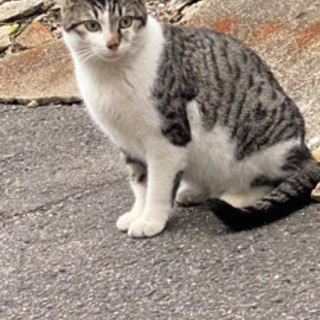 猫が脱走しました