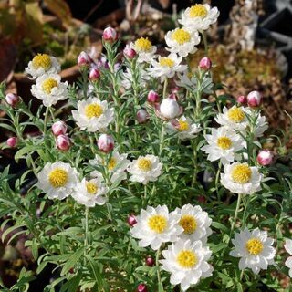 花かんざし
