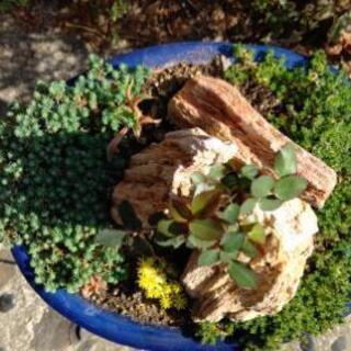 多肉植物盆栽の画像