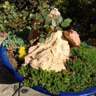 多肉植物盆栽の画像