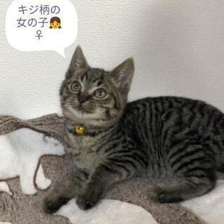 2ヶ月3兄妹里親様決定しました。