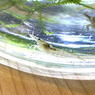 ミナミヌマエビ 1匹からの画像